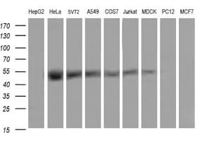 TRMU Antibody (clone OTI2A4)