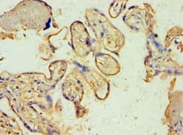 SPIN2B Antibody (aa1-258)
