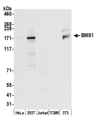 BMS1 Antibody (aa775-825)