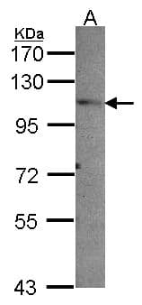 PEX6 Antibody (aa180-422)