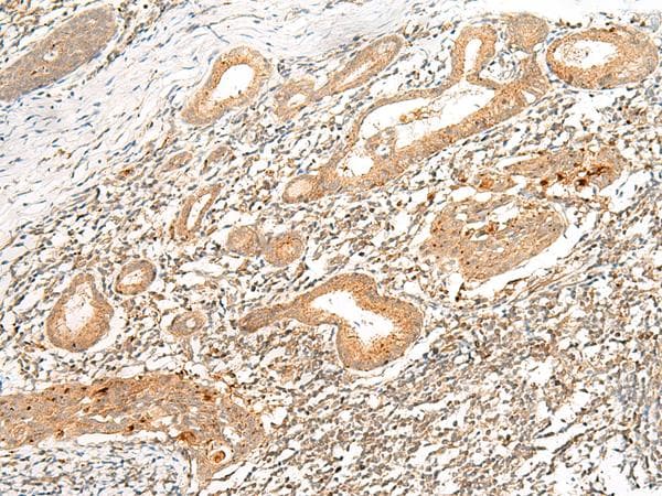 HLA-G Antibody