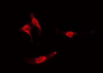 GRB2 Antibody