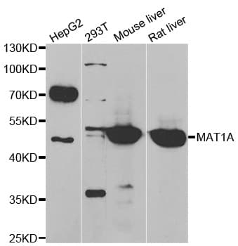 MAT / MAT1A Antibody