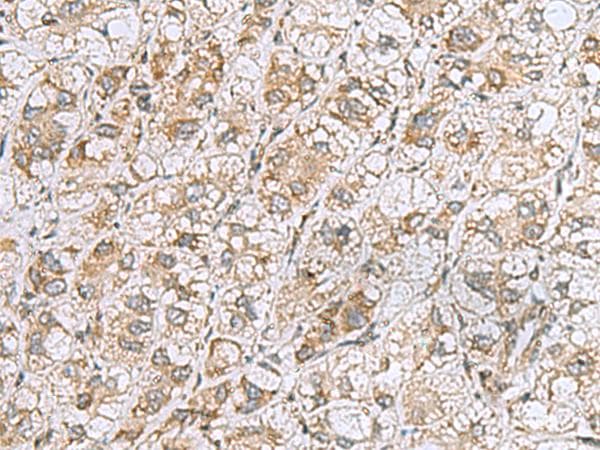CCDC134 Antibody