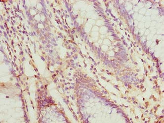 PRSS35 Antibody