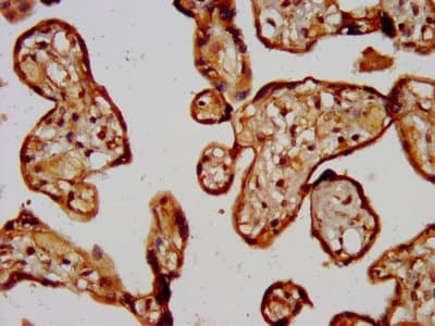 CD300LG Antibody