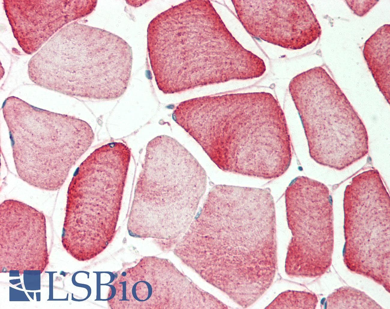 PTPRR Antibody (aa282-331)