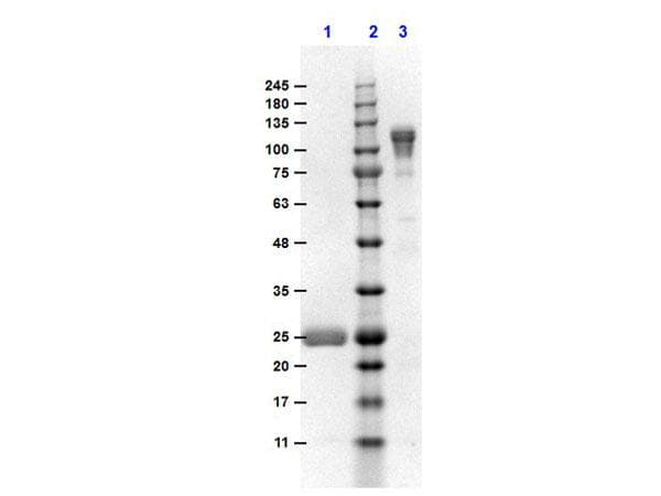 Goat Anti-Mouse IgG Fc Secondary Antibody