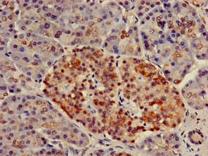 Polyclonal Rabbit anti-Human NUP107 Antibody (IHC, WB)