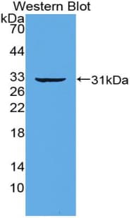 IRF5 Antibody (aa3-250)