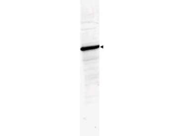 IHC-plus™ HDAC1 Antibody (aa450-482)