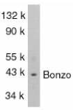CXCR6 Antibody