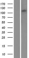 GRID2 Protein (Over-Expression Lysate Myc-DDK (Flag))