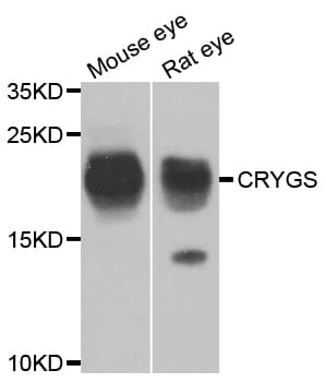 CRYGS Antibody