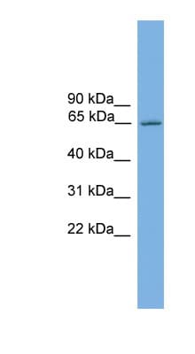 Nor-1 / NR4A3 Antibody (aa551-600)