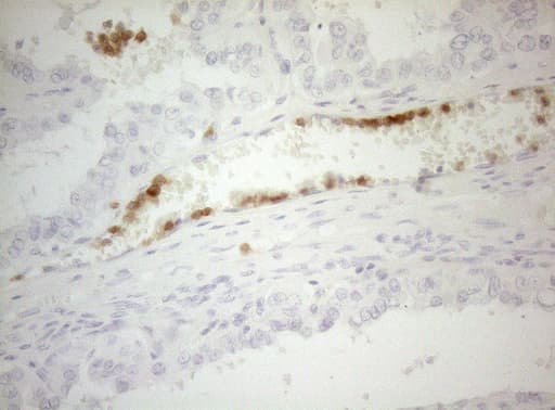 ZNF394 Antibody (aa1-296, clone OTI1A8)