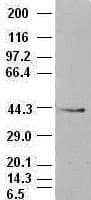 EPCAM Antibody (clone OTI4G10)