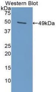 SERPINE1 / PAI-1 Antibody (aa25-402, APC)