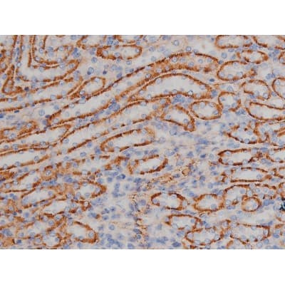 Polyclonal Rabbit anti-Human HSP90AB1 / HSP90 Alpha B1 Antibody (phospho-Ser254, IHC, IF, WB)