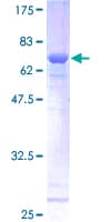 Human SSBP2 Protein (Recombinant GST)