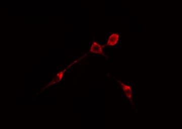 PHLDA1 Antibody