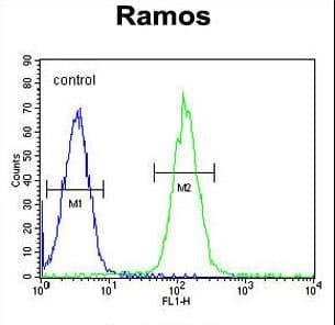 PRR22 Antibody (aa368-397)