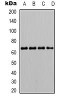 PTPN6 / SHP1 Antibody (C-Terminus)