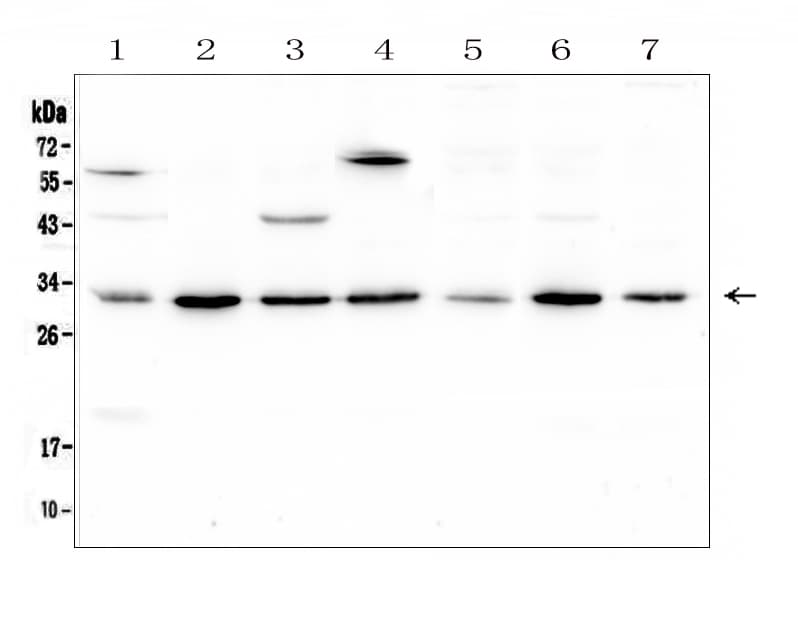 Polyclonal Rabbit anti-Human RPS3 / Ribosomal Protein S3 Antibody (IHC, WB)