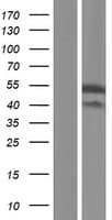 PLAGL1 / ZAC Protein (Over-Expression Lysate Myc-DDK (Flag))