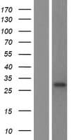 METTL7B Protein (Over-Expression Lysate Myc-DDK (Flag))