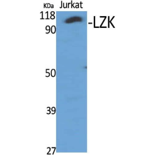 MAP3K13 / LZK Antibody (120-200 aa, Internal)