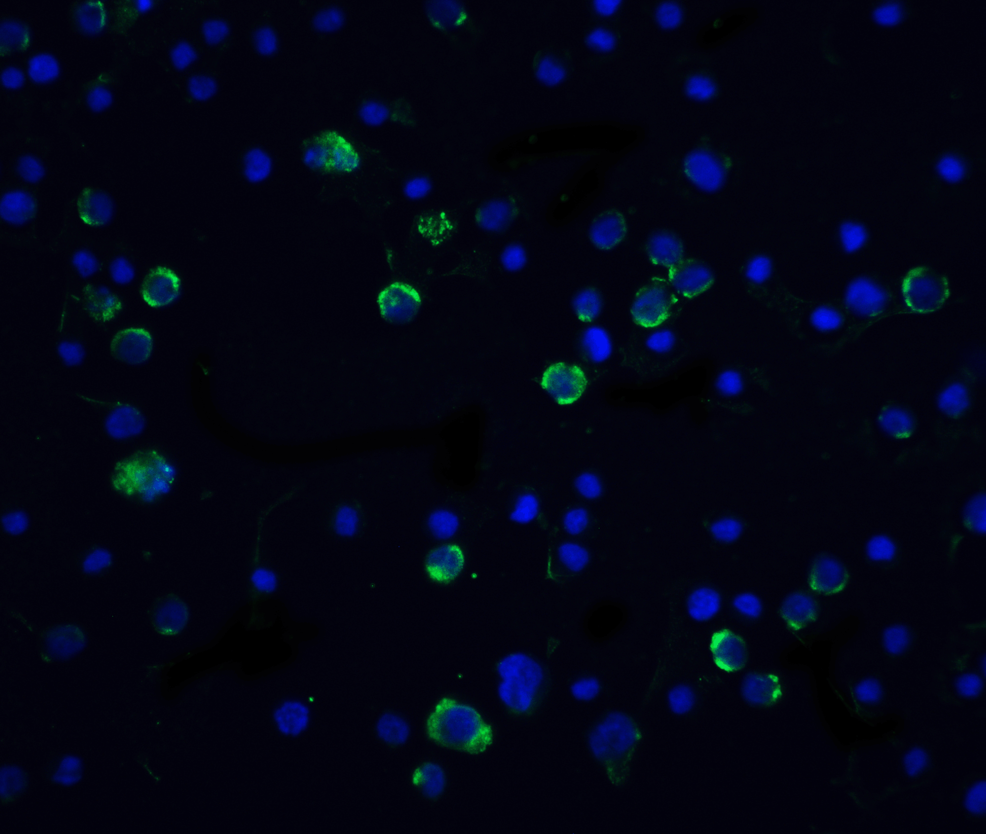 CASP10 / Caspase 10 Antibody