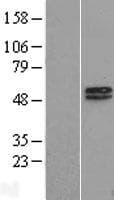 MAGE10 / MAGEA10 Protein (Over-Expression Lysate Myc-DDK (Flag))