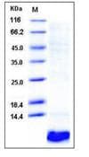 Human EGF Protein (Recombinant)