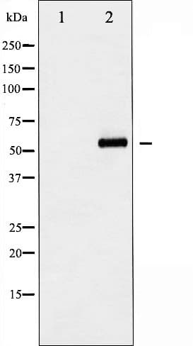 Polyclonal Rabbit anti-Human AKT1 Antibody (phospho-Ser129, IF, WB)