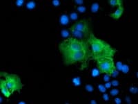 ZFP36 / Tristetraprolin Antibody (clone OTI4E1, Carrier-free)