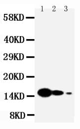 IL7 Antibody (aa26-42)
