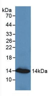 RETN / Resistin Antibody (aa17-108)