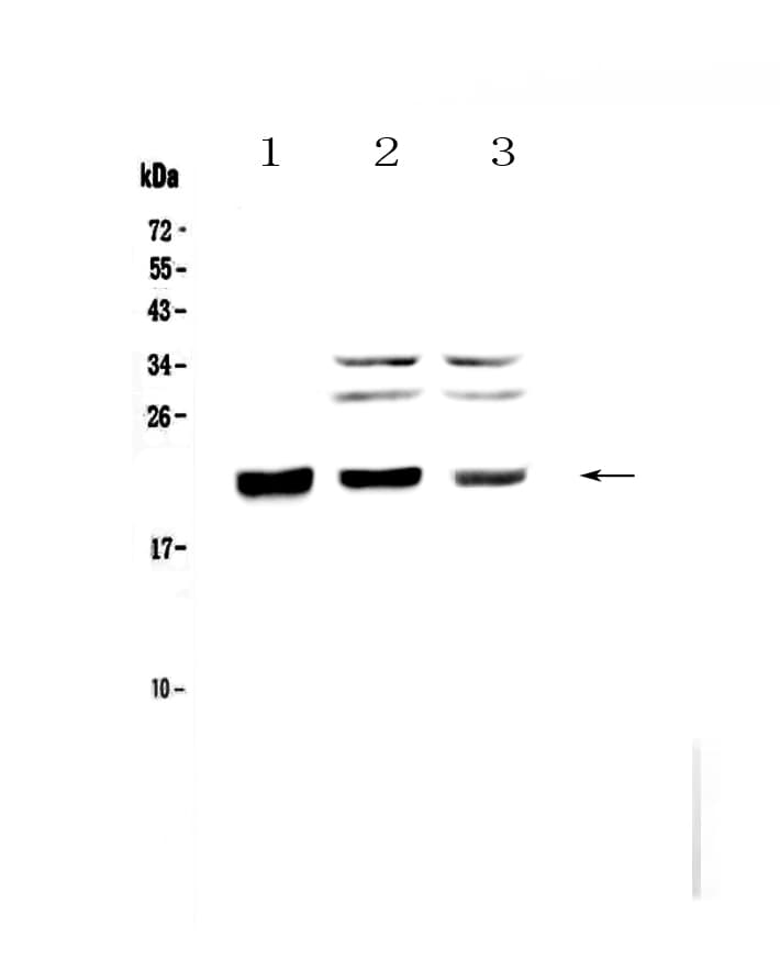 CBFB Antibody