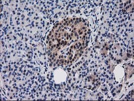 RNH1 Antibody (clone OTI1B7)