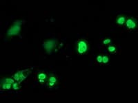 RTFDC1 Antibody (clone OTI7H1)