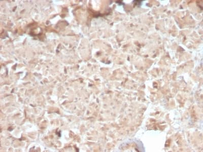 CELA3B / ELA3B Antibody (aa 82-238, clone CELA3B/2810R, Azide-free, Carrier-free)