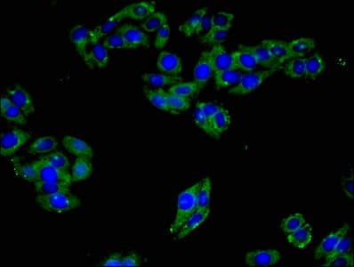 ART3 Antibody