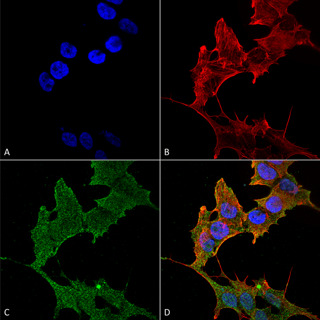 ULK1 Antibody (Atto 594)