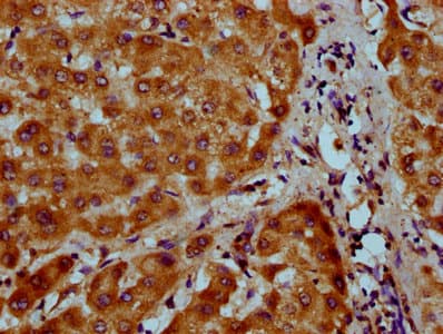 Polyclonal Rabbit anti-Human NAAA / ASAHL Antibody (IHC)