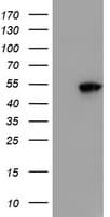 SMS / Spermine Synthase Antibody (clone OTI2H1, Carrier-free)