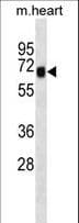 Polyclonal Rabbit anti-Mouse SHC4 Antibody (aa590-617, WB)