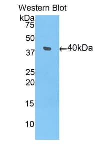 BMP10 Antibody (aa315-424, FITC)