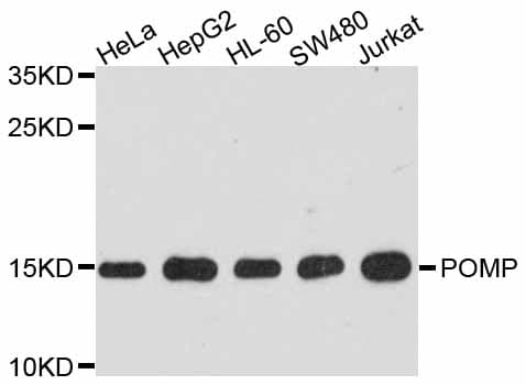 POMP / HSPC014 Antibody