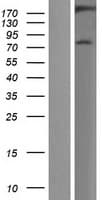 MAP3K4 / MEKK4 Protein (Over-Expression Lysate Myc-DDK (Flag))